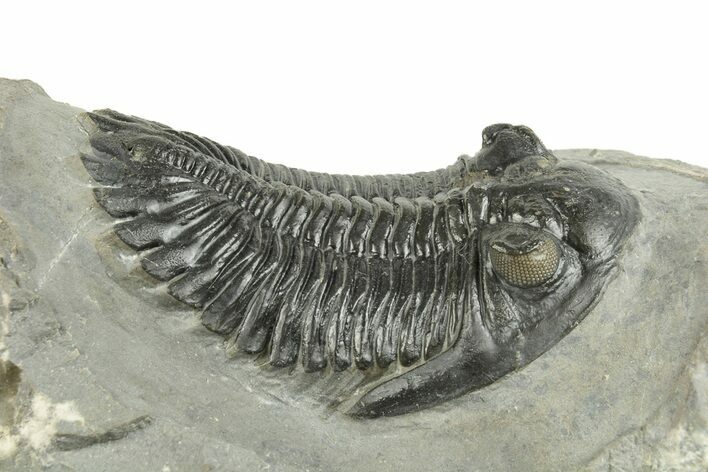 Detailed Hollardops Trilobite - Ofaten, Morocco #255563